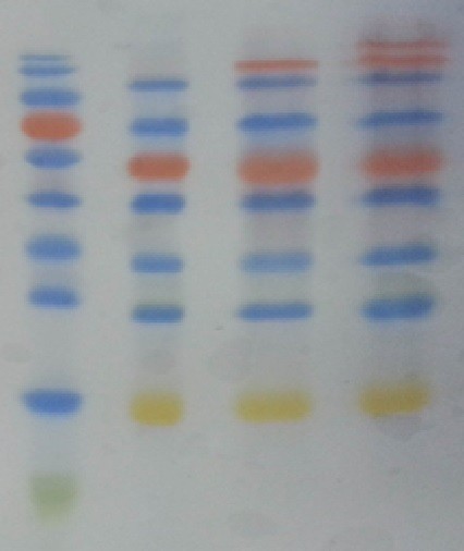 Blue Plus protein marker comparison with PageRuler