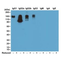 Biotin Anti-Mouse IgG rabbit monoclonal antibody [RM104] image 1