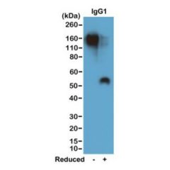 Biotin Anti-Mouse IgG1 rabbit monoclonal antibody [RM106] image 1