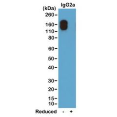 Biotin Anti-Mouse IgG2a kappa rabbit monoclonal antibody [RM107] image 1