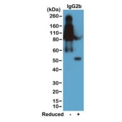 Biotin Anti-Mouse IgG2b rabbit monoclonal antibody [RM108] image 1