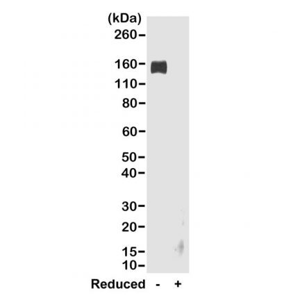 Anti-Rabbit IgG Fc goat monoclonal antibody [RMG02] image 1