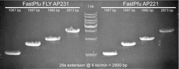 FastPfu FLY and FastPfu 29s Polymerase Extension Rate