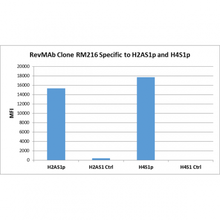 Anti-Phospho-Histone H2A/H4 (Ser1) rabbit monoclonal antibody [RM216] image 2