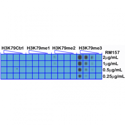 Anti-Trimethyl-Histone H3 (Lys79) rabbit monoclonal antibody [RM157] image 2