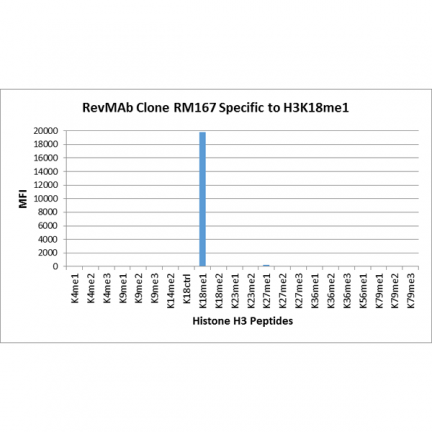 Anti-Monomethyl-Histone H3 (Lys18) rabbit monoclonal antibody [RM167] image 2