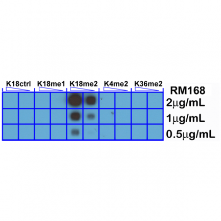 Anti-Dimethyl Histone H3 (Lys18) rabbit monoclonal antibody [RM168] image 2
