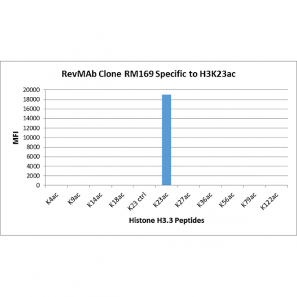 Anti-Acetyl-Histone H3 (Lys23) rabbit monoclonal antibody [RM169] image 2