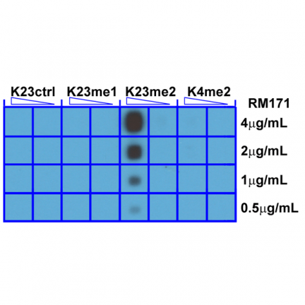 Anti-Dimethyl Histone H3 (Lys23) rabbit monoclonal antibody [RM171] image 2