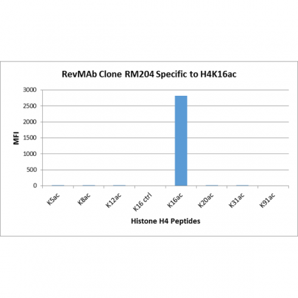 Anti-Acetyl-Histone H4 (Lys16) rabbit monoclonal antibody [RM204] image 2