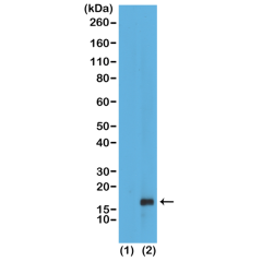 Anti-Monomethyl-Histone H3 (Lys79) rabbit monoclonal antibody [RM147] image 1
