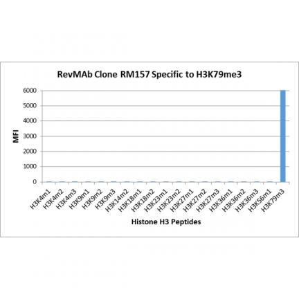 Anti-Trimethyl-Histone H3 (Lys79) rabbit monoclonal antibody [RM157] image 3