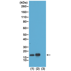 Anti-Acetyl-Histone H3 (Lys23) rabbit monoclonal antibody [RM169] image 1