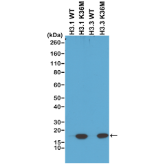 Anti-Histone H3 K36M rabbit monoclonal antibody [RM193] image 1