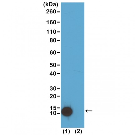 Anti-Acetyl-Histone H4 (Lys5) rabbit monoclonal antibody [RM199] image 1