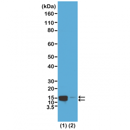 Anti-Phospho-Histone H2A/H4 (Ser1) rabbit monoclonal antibody [RM216] image 1