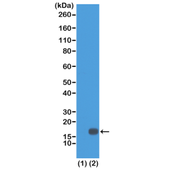 Anti-Dimethyl Histone H3 (Lys18) rabbit monoclonal antibody [RM168] image 1