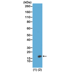 Anti-Dimethyl Histone H3 (Lys23) rabbit monoclonal antibody [RM171] image 1