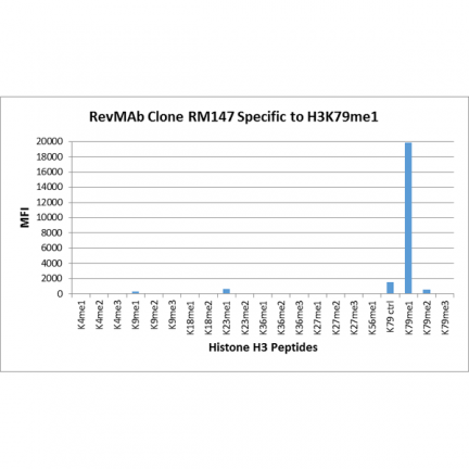 Anti-Monomethyl-Histone H3 (Lys79) rabbit monoclonal antibody [RM147] image 3