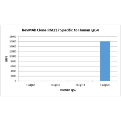 Anti-Human IgG4 Fc rabbit monoclonal antibody [RM217] image 1