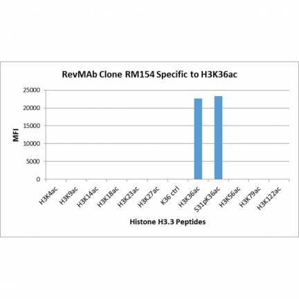 Anti-Acetyl-Histone H3 (Lys36) rabbit monoclonal antibody [RM154] image 3