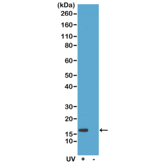 Anti-Gamma H2AX (phospho-Ser139) Rabbit Monoclonal Antibody [RM224] image 1
