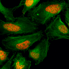 Anti-Histone H2AX rabbit monoclonal antibody [RM214] image 1