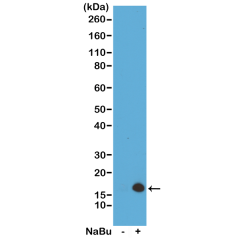 Anti-Acetyl-Histone H3 (Lys4) rabbit monoclonal antibody [RM149] image 1