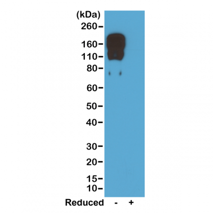 Anti-Mouse IgG2c rabbit monoclonal antibody [RM223] image 1