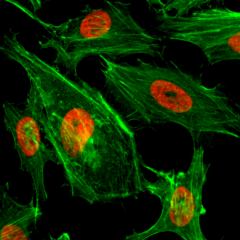 Anti-Dimethyl-Histone H3 (Lys4) Rabbit Monoclonal Antibody [RM135] image 1