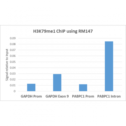 Anti-Monomethyl-Histone H3 (Lys79) rabbit monoclonal antibody [RM147] image 2
