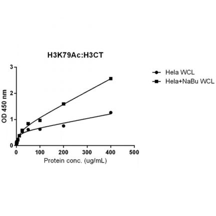 Anti-Acetyl-Histone H3 (Lys79) rabbit monoclonal antibody [RM156] image 3