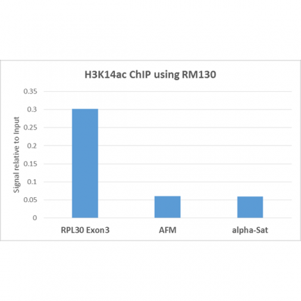 Anti-Acetyl-Histone H3 (Lys14) rabbit monoclonal antibody [RM130] image 5