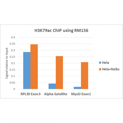 Anti-Acetyl-Histone H3 (Lys79) rabbit monoclonal antibody [RM156] image 4