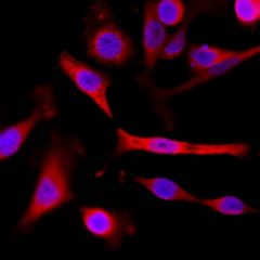 Biotin Anti-α-Tubulin rabbit monoclonal antibody [RM113] image 1
