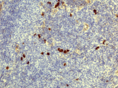 Biotin Anti-Human IgD rabbit monoclonal antibody [RM123] image 1