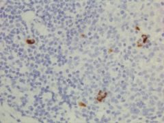 Biotin Anti-Human IgG3 rabbit monoclonal antibody [RM119] image 1