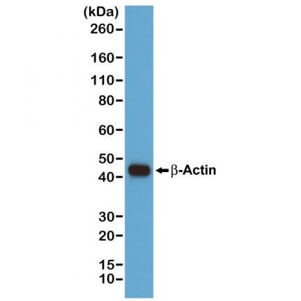 Biotin Anti-β-Actin rabbit monoclonal antibody [RM112] image 2