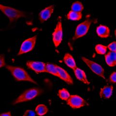 Biotin Anti-GAPDH rabbit monoclonal antibody [RM114] image 1