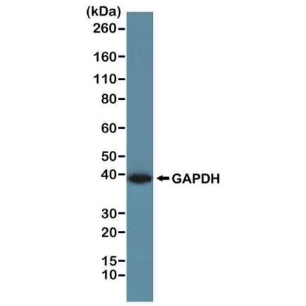 Biotin Anti-GAPDH rabbit monoclonal antibody [RM114] image 2