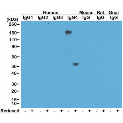 Biotin Anti-Human IgG4 rabbit monoclonal antibody [RM120] image 2