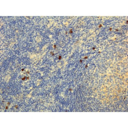 Biotin Anti-Human IgG4 rabbit monoclonal antibody [RM120] image 1