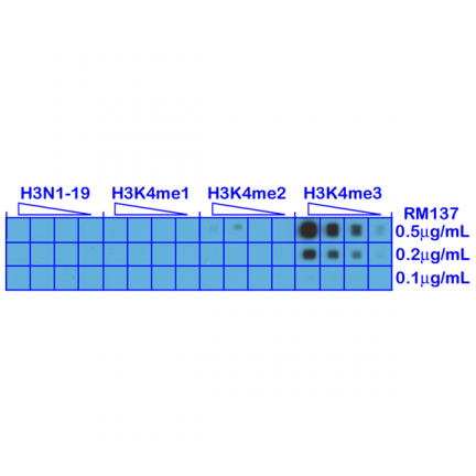 Anti-Trimethyl-Histone H3 (Lys4) rabbit monoclonal antibody [RM137] image 2
