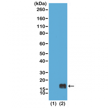 Anti-Monomethyl-Histone H3 (Lys9) rabbit monoclonal antibody [RM150] image 1