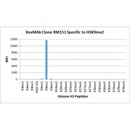 Anti-Dimethyl Histone H3 (Lys9) rabbit monoclonal antibody [RM151] image 4