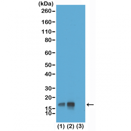 Anti-Phospho-Histone H3 (Thr3) rabbit monoclonal antibody [RM159] image 3