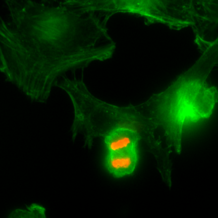Anti-Phospho-Histone H3 (Thr3) rabbit monoclonal antibody [RM159] image 2
