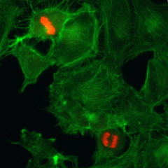 Anti-Phospho-Histone H3 (pSer10) rabbit monoclonal antibody [RM163] image 1
