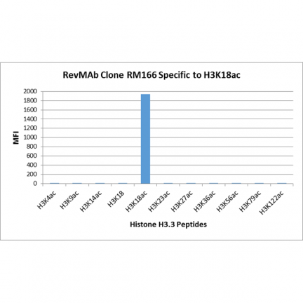 Anti-Acetyl-Histone H3 (Lys18) rabbit monoclonal antibody [RM166] image 5