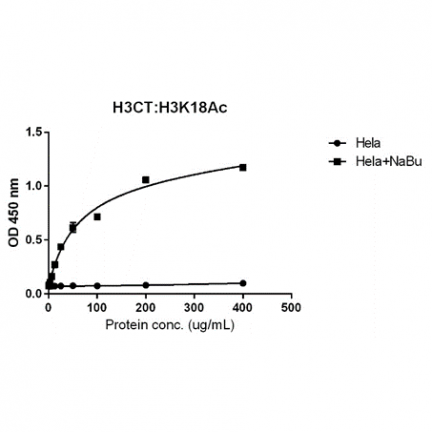 Anti-Acetyl-Histone H3 (Lys18) rabbit monoclonal antibody [RM166] image 4